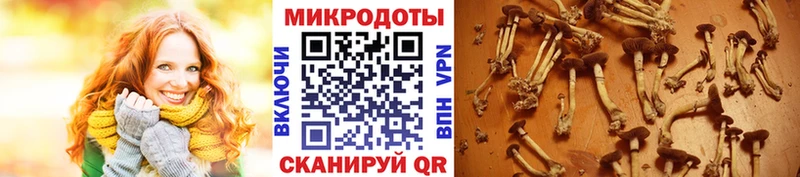 Псилоцибиновые грибы Psilocybe  Тавда 